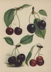 Morello, Late Black Bigarreau, Bigarreau noir de Gueben, Mayduke by English School